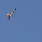 NTNU's hyper-spectral payload UAV flying on Pico island.