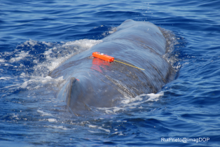 Spermwhale with tag